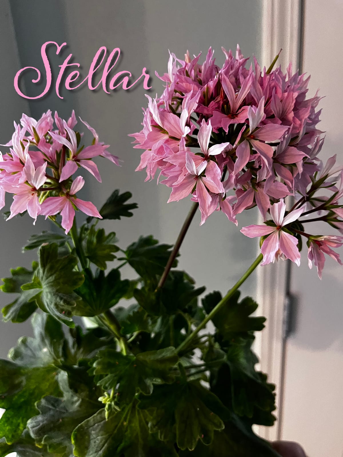 Stellar Pelargoniums (‘Geraniums’) – An Underrated Stunner