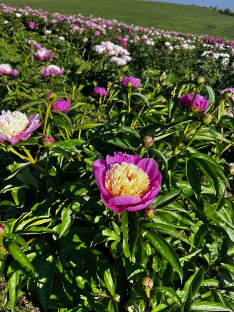 Hollingsworth Peony Farm in Missouri – A Few More Photos