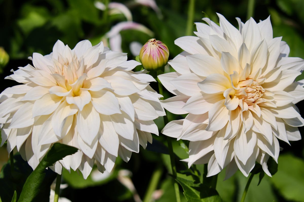 Why Dahlias are a Pain – But I'm Still Growing Them