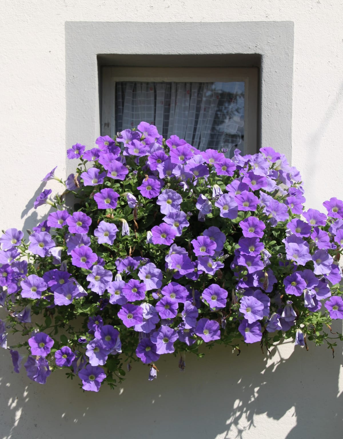 Growing Unique Varieties of Petunias from Seeds