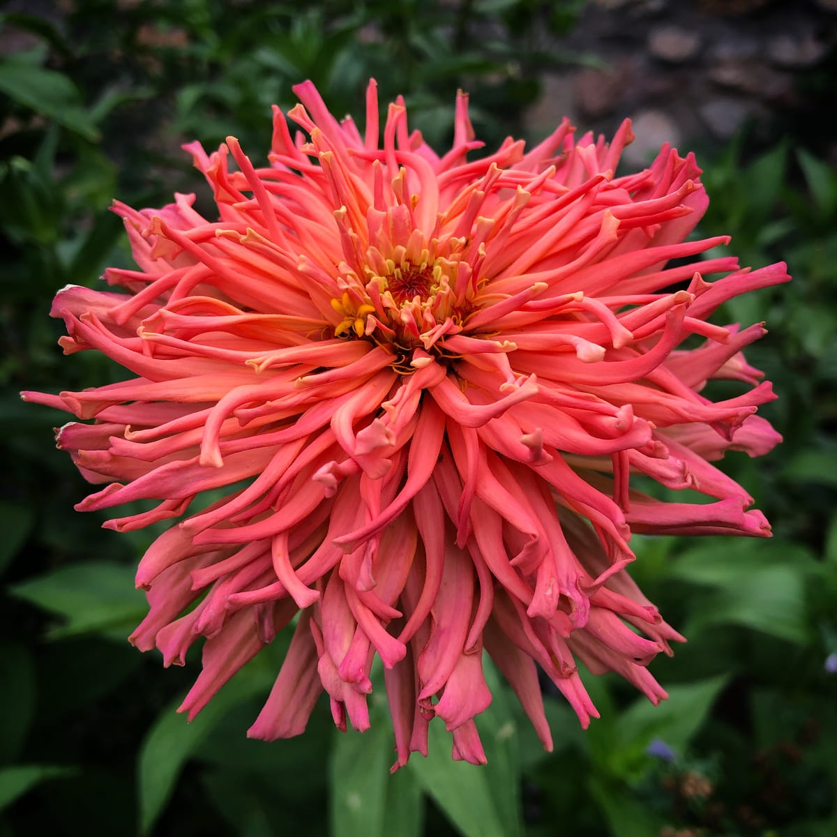 Developing Your Own Variety of Zinnias