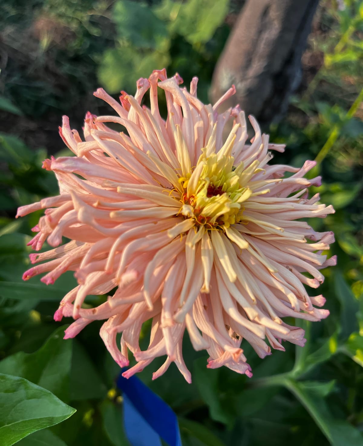 Zinnias in July: Cultivating My Own Variety