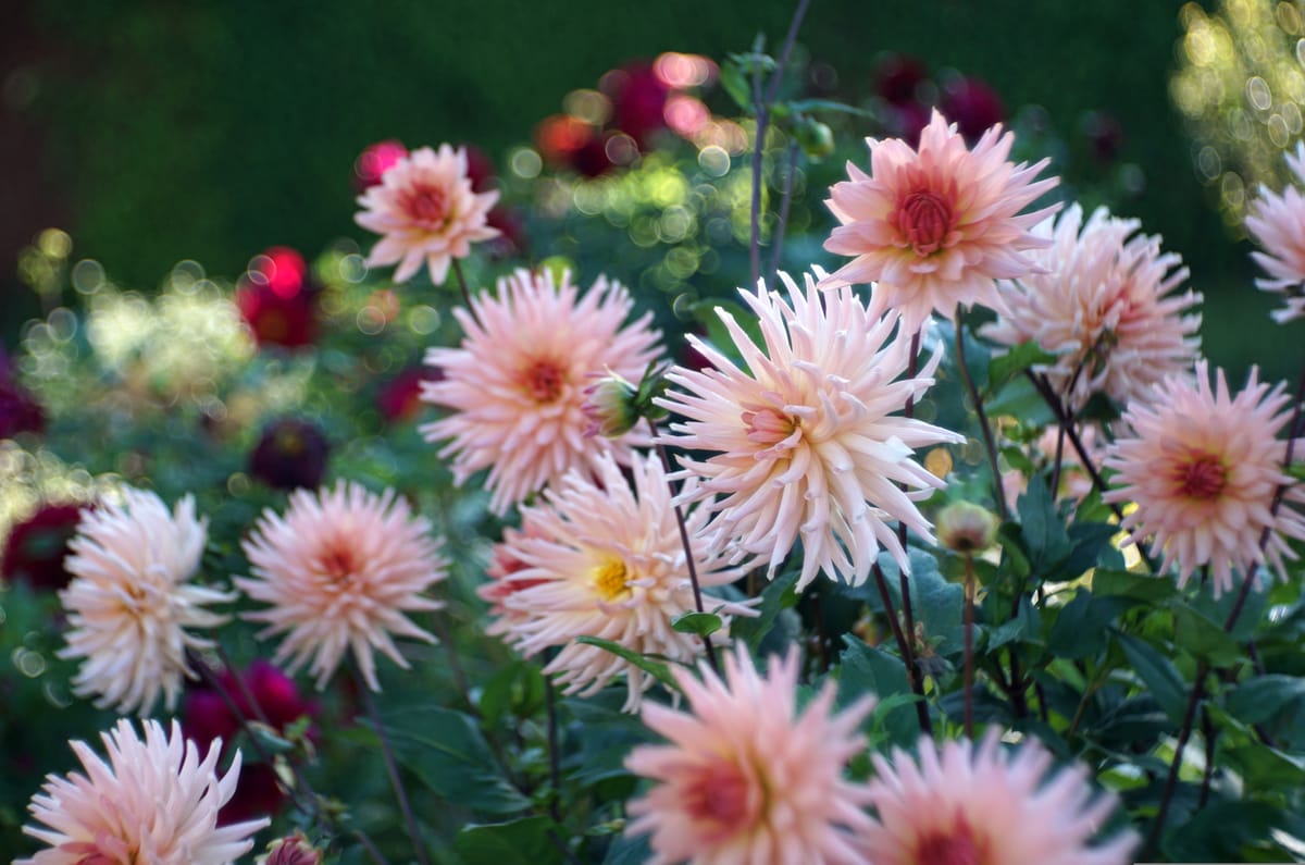 How I Created a Book About Dahlias