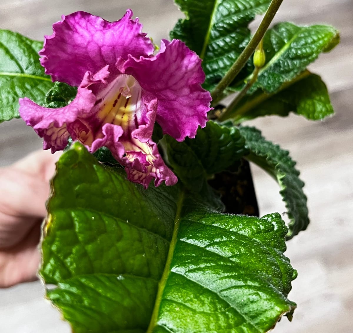 Streptocarpus (Also Known as Cape Primrose) and Why I Recommend Growing These Houseplants