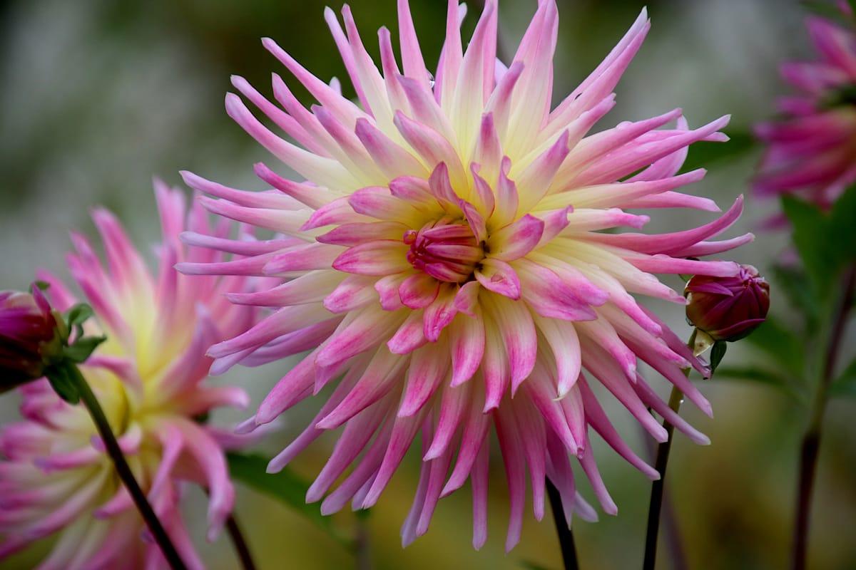 Starting New Dahlias – Which Way is Best for You?