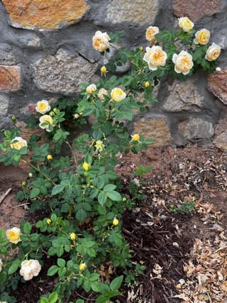 David Austin: The British Rose Breeder Who Transformed Gardens Worldwide