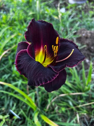 The Allure of the Black Daylily