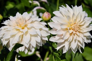 Why Dahlias are a Pain – But I'm Still Growing Them