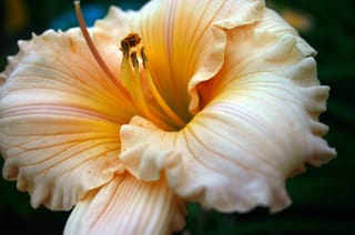 Daylilies