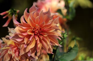 The Art of Crossing Flowering Plants: Creating New Varieties