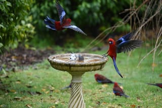 Birdbaths and the Flower Garden - Why I Always Have One