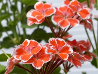 Indoor Plants