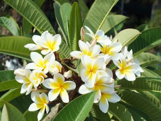 Plumeria (Frangipani): The Tropics in a Twig - Growing From Seeds and Cultivating Your Own Exotic Beauties