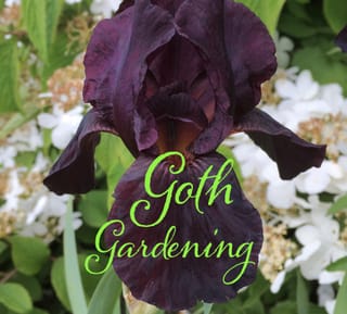 Discovering the Charm of Goth Gardening: A Unique Twist on Flower Gardens