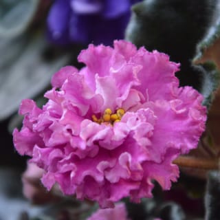 In Defense of African Violets