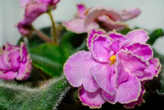 African Violets