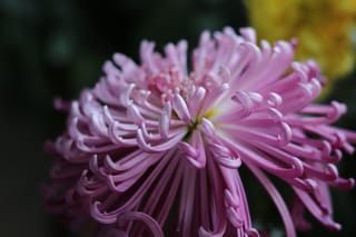 Chrysanthemums