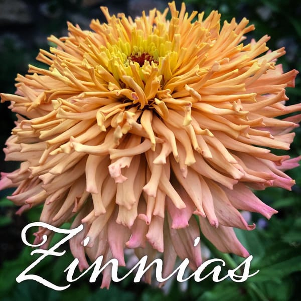 Growing Zinnias From Seeds