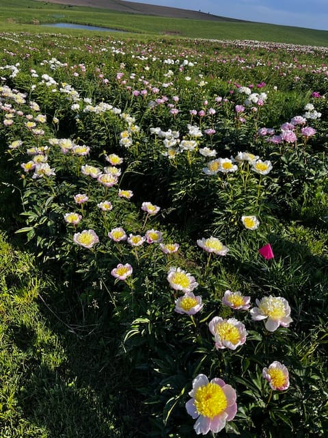 A "Field Trip" to Hollingsworth Peonies in Skidmore, Missouri