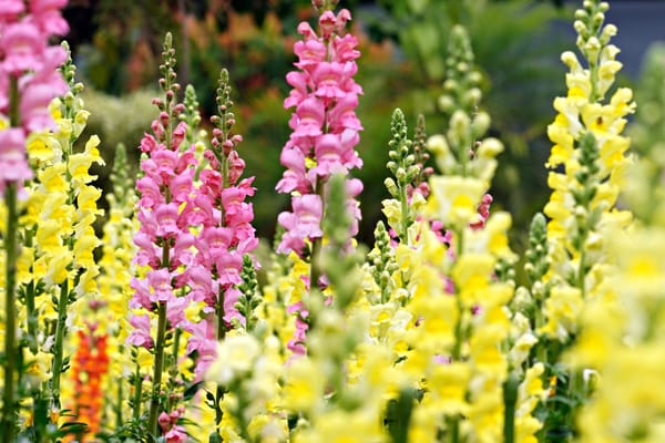 Snapdragons – A Flower Garden Workhorse