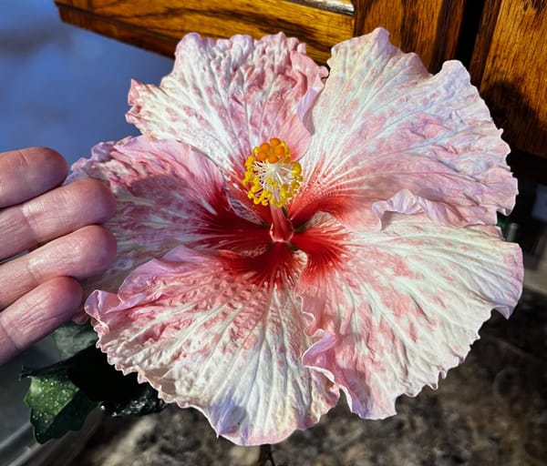 My Tropical Hibiscus Experiment: A Journey into Hybridization