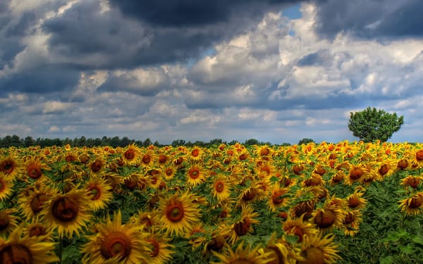 Help Your Plants Thrive – The Critical Importance of Rich, Well Textured, Nutritious Soil