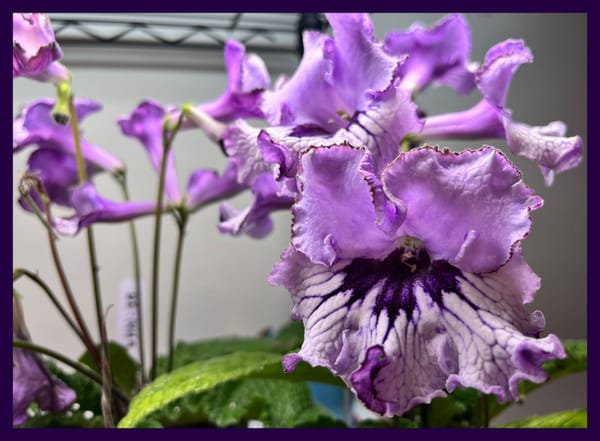 Hybridizing Streptocarpus: Creating Unique and Beautiful Varieties